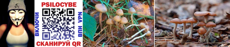 Галлюциногенные грибы Psilocybe  Купить где  Михайловка 